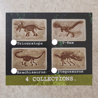 Four dinosaur fossil collectibles with labels on a textured surface