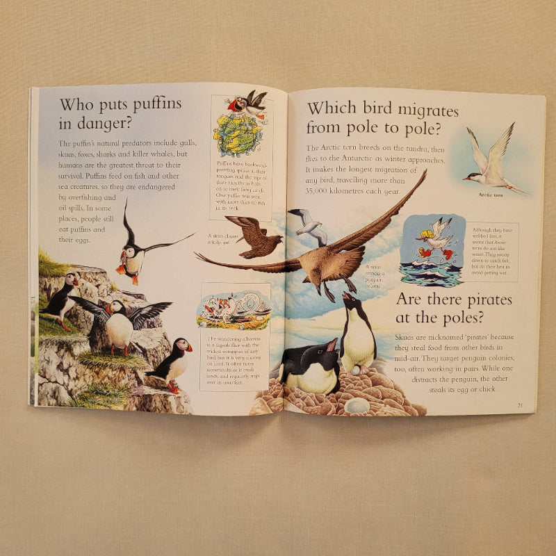 An open children's book spread showing illustrated bird migration and puffin topics, photographed flat on a beige surface.