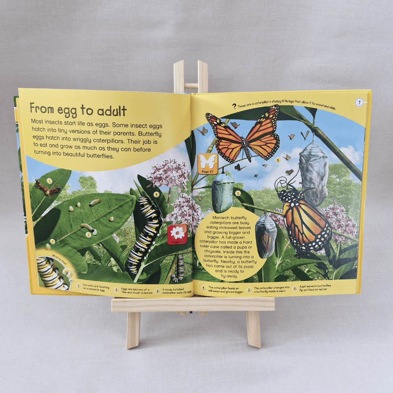 Educational book about butterfly life cycle on a stand with a grey background
