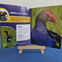 Open book showing information about pukeko feathers and moult, with a small wooden easel in front.