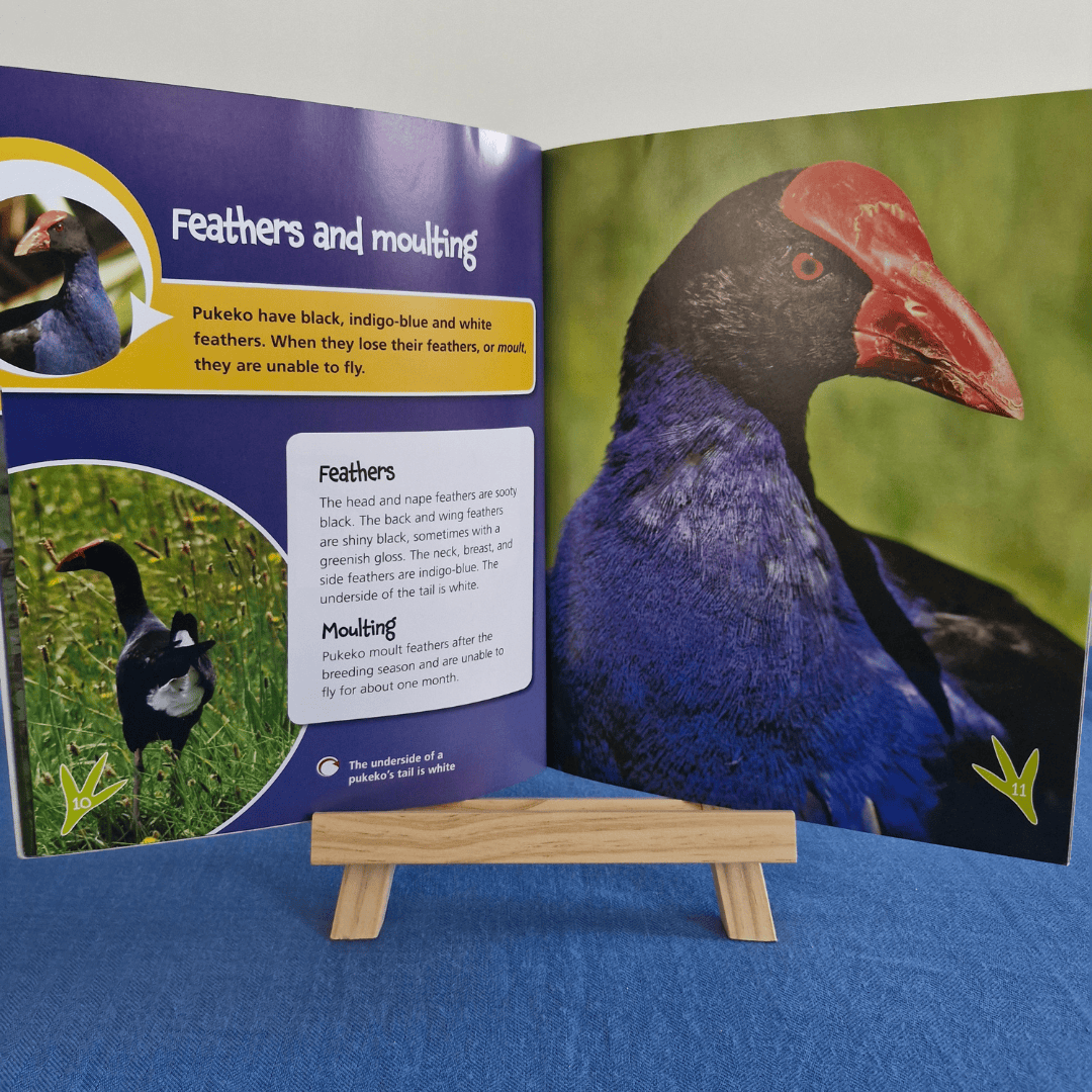 Open book showing information about pukeko feathers and moult, with a small wooden easel in front.