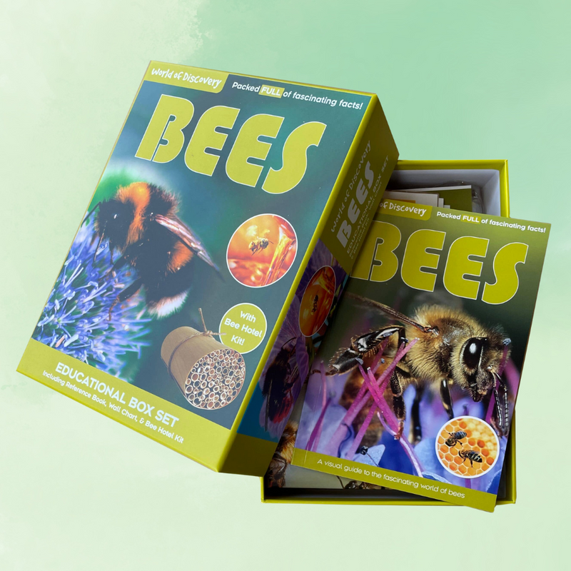 Educational box set about bees on a light green background